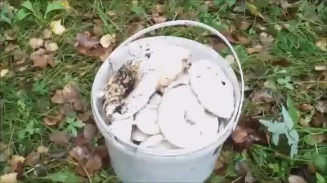 По грибы. Грибы белянки. Прогулка по лесу