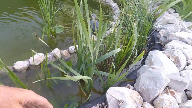 Известкуем пруд! боремся с водорослями, новые растения, коряжка,  известь помогла ли? (Июнь 2019)