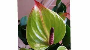 Anthurium wagawa sinhala anthurium varieties anthurium pohora anthurium fertilizer ඇන්තූරියම් වගාව