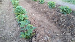 Құлпынайлардың күтімі. Құлпынай өсіру. Құлпынайды қалай өсіреміз? Құлпынайды қалай күтеміз? Құлпына