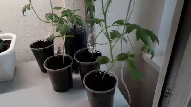 Погода испортилась☔Арбузы- мини ждут своей очереди?? смотреть онлайн