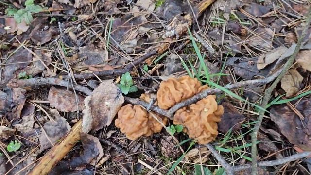 Gyromitra gigas 20230406 смотреть онлайн