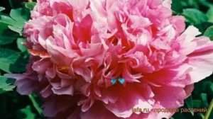 Пион древовидный Блю Чиф (paeonia suffruticosa) ? Блю Чиф обзор: как сажать, саженцы пиона Блю Чиф