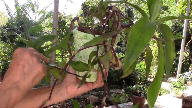 Горшки для цветов. Как украсить своими руками старые горшки? смотреть онлайн