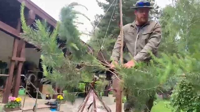 Создание итальянской сосны - пинии смотреть онлайн