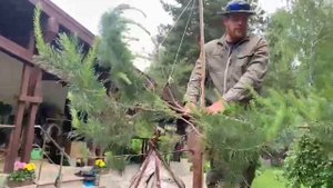 Создание итальянской сосны - пинии