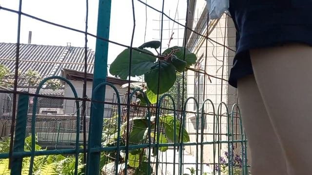 Подвязка киви 🥝#хозяйничаемвместе#киви#огород