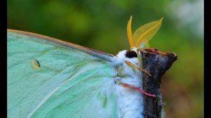 Павлиноглазка Артемида (Actias artemis)