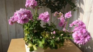 Плющелистная пеларгония PAC Lilac Rose (Пак Лилак Роуз)