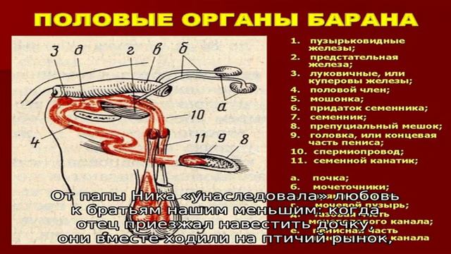 Биография и личная жизнь модели и блогера ники вайпер: возраст, пластика, глаза, фото в купальнике