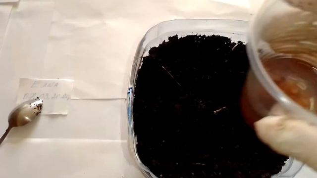 Как вырастить елку в домашних условиях 5 смотреть онлайн