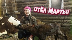 Отёл джерсейско-айрширской нетели. Первая дойка. Огромный удой! | Молодая Ферма