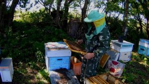 Искусственное роение пчел! Отделение пчел от расплода! Перезапуск семьи!