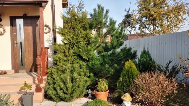 Сколько Посадить Хвойных на Участке? Хвойные в Ландшафтном дизайне нашего Участка? #garden #сад