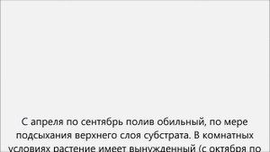 Паслен уход.Домашний паслен уход