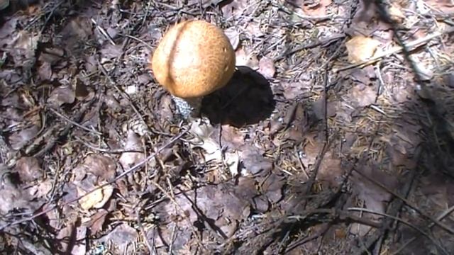 ✅СЕЗОН БЕЛЫХ ГРИБОВ...PORCINI MUSHROOM SEASON... смотреть онлайн