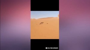 Охота на заяца с Кумай тазы