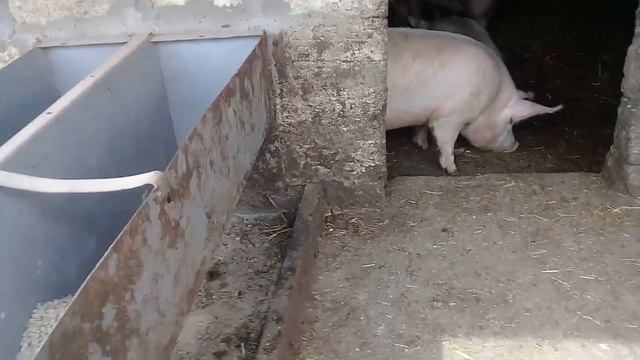 Супер корма для свиней по ГОСТу!!!! смотреть онлайн