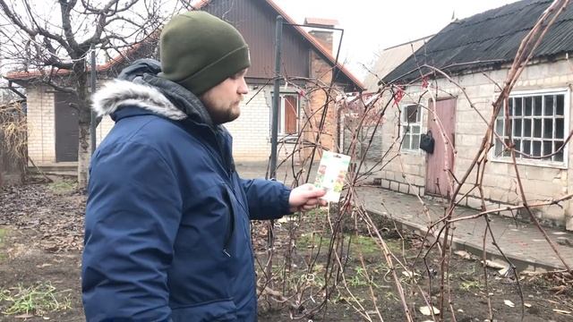 АНТРАКНОЗ ВИНОГРАДА. ЛЕЧИТЬ ТОЛЬКО ЭТИМ...