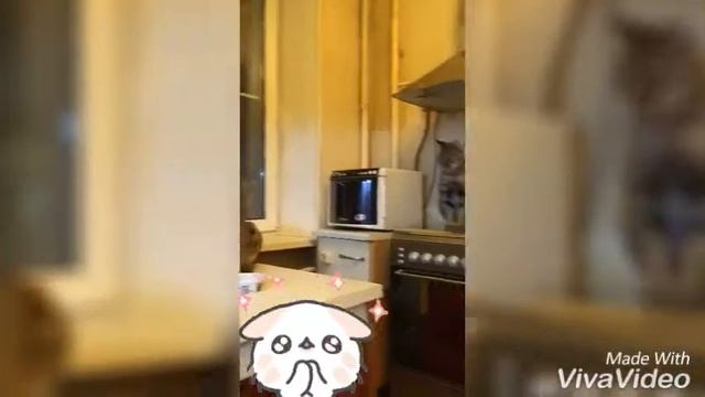 саванна F1, саванна F2 и саванна F5 смотреть онлайн