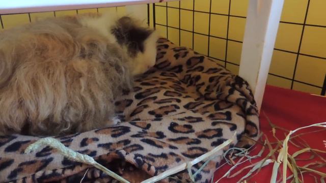 Pet Room Tour + All of my Pets 2015 смотреть онлайн