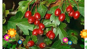 Боярышник кроваво-красный. Краткий обзор, описание характеристик crataegus coccinea