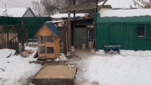 Кормления голубей, мой простой зимний состав корма Голубям.
