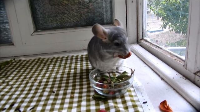 Шиншилленок прыгает на руки!  Ручная шиншилла. Funny Chinchilla Jumps On The Camera