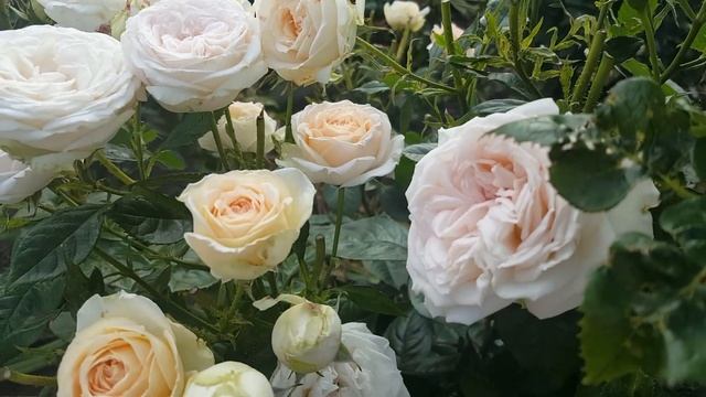 Роза Мадамм Анисет (Madame Anisette) смотреть онлайн