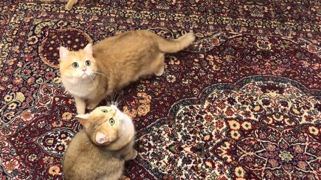 ???ТАНЕЦ КОШЕК, ЗОЛОТЫХ ШИНШИЛЛ.GOLDEN KITTENS???