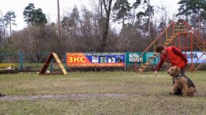 Испытания по ОКД. Брюс - эрдельтерьер.