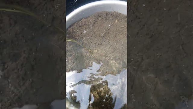 Пророщенный лотос из семян. Второй листик разворачивается, третий появился из-под земли. 21 день. смотреть онлайн