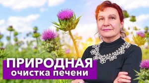ГЛАВНОЕ РАСТЕНИЕ ДЛЯ ПЕЧЕНИ! Польза и вред расторопши пятнистой для здоровья человека
