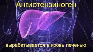 ЮГА и РААС (почки 5)