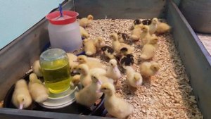 Мускусные утята / Чем кормим