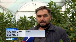 В Сакском районе Крыма выращивают экзотические фрукты