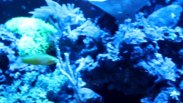 Ночь в морском аквариуме. смотреть онлайн