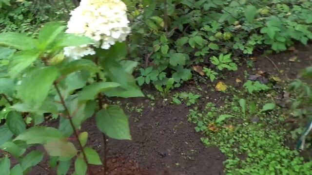 Гортензии метельчатые Пинки Винки и Пинки Промис. Осенняя посадка гортензий