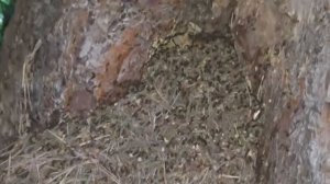 СИЛЬНЫЙ ДЕНЕЖНЫЙ ЗАГОВОР НА МУРАВЕЙНИК. ДЛЯ ВСЕХ. ВЕДЬМИНА ИЗБА ▶️ ИНГА ХОСРОЕВА.