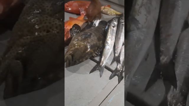 Улов с ночной рыбалки в индийском океане./ night fishing 🎣 in the ocean Maldives Maafushi