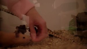 ? How to tame your hamster ?