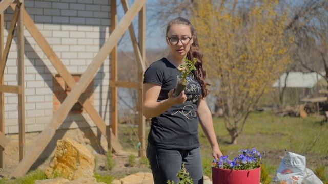 Посадка в кашпо Виола. Петуния. Ранункулюс. О гортензии крупнолистной. смотреть онлайн
