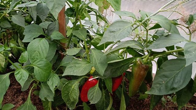 Перец Гиганто Россо F1 в конце августа смотреть онлайн