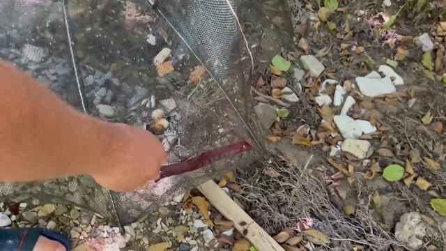 Бесплатный корм для африканского сома. смотреть онлайн