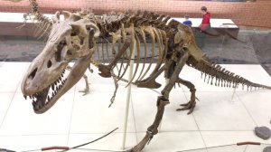 Палеонтологический музей в Москве/paleontological museum Moscow