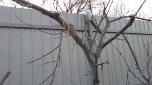 КАК ФОРМИРОВАТЬ ПЛОДОВУЮ СТЕНУ ИЗ СЛИВЫ.