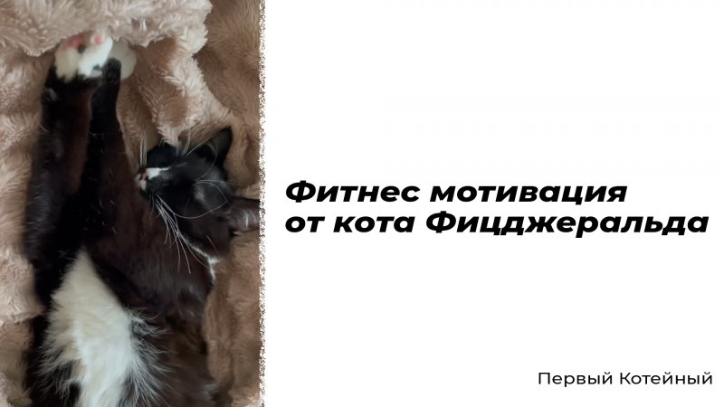 Фитнес мотивация от кота Фицджеральда ?