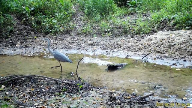 Серая цапля, национальный парк "Угра" смотреть онлайн