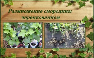 Размножение смородины черенками осенью и весной это просто, черенкование смородины