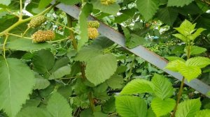 ОЧЕНЬ КРУПНАЯ ЕЖЕВИКА. Лучший ремонтантный сорт ежевики!!! Прай Арк Фридом